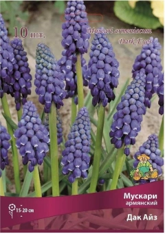 Мускари армянский Дак Айз 6-7/К 10шт