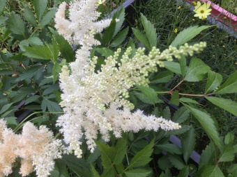 Астильба Арендса Вейс Глория