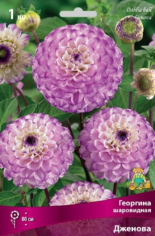 georgina_sharovid_jenova_kaper