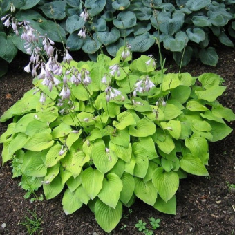 Хоста гибридная Ханибеллз, 1 шт