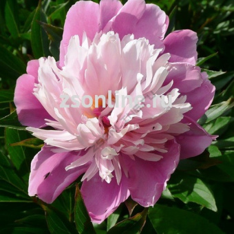 Изображение загружено обработкой по данным файла Excel