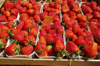 Земляника садовая Твист (Р9)