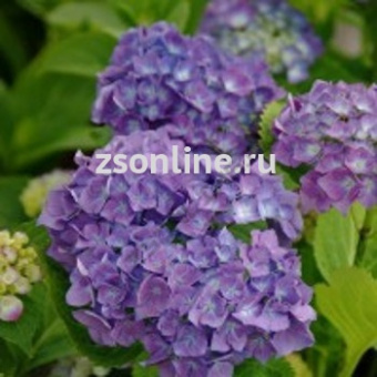 Изображение загружено обработкой по данным файла Excel