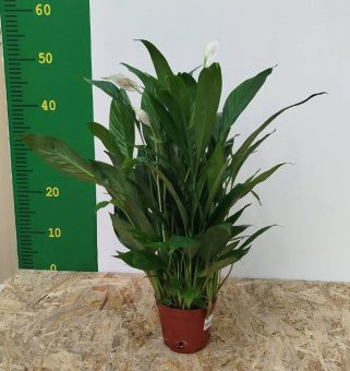 Спатифиллум микс D11 К*