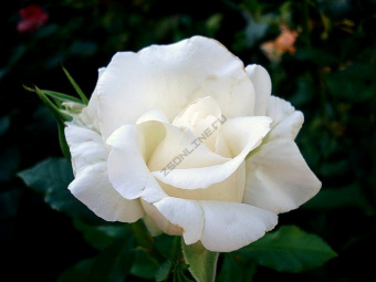 Роза чайно-гибридная Аннапурна, 3,5 л