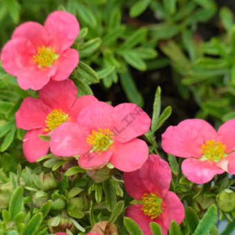 Лапчатка в асс. V 1,5л