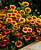 Гайлардия крупноцветковая, Gaillardia "Mesa Bright Bicolor", желтая с красным центром, h-35 см, 1 л