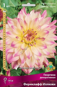 Георгин декоративный Фернклифф Иллюжн