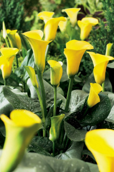 Калла Sunshine 1шт