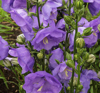 Колокольчик персиколистный Ажур Бьюти