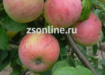 НоменклатураПрисоединенныеФайлы