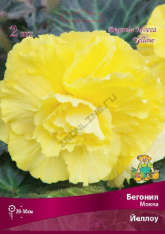 begonia_mokka_yellow_kaper (1)