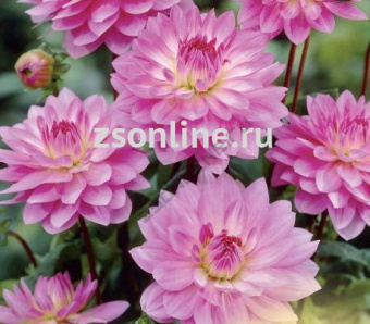 Изображение загружено обработкой по данным файла Excel