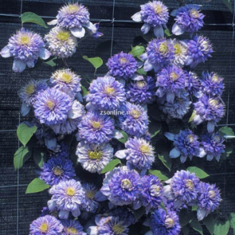 Изображение загружено обработкой по данным файла Excel