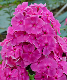 Флокс метельчатый Малина Ранняя (С2)