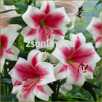 Изображение загружено обработкой по данным файла Excel