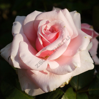 Роза чайно-гибридная Савой Хотел