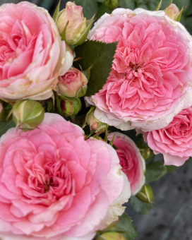 Роза парковая Курфюрстин Софи/ЦКор