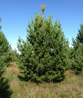 Сосна обыкновенная Pinus sylvestris, ком, мешок, сетка, 100-130 см