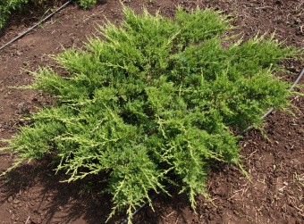 3.-Dannoe-rastenie-vesma-neprihotlivo-no-naibolee-blagopriyatnymi-schitayutsya-ryhlye-suglinistye-i-supeschanye-pochvy.