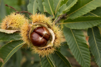 castanea-sativa-c-vesca-4288