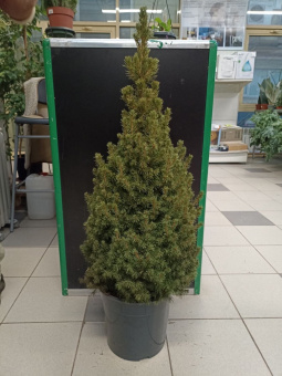 пицея 27х110