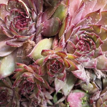 Молодило кровельное Пурпуреум