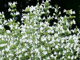 Душевик котовниковый Marvelette Wihte