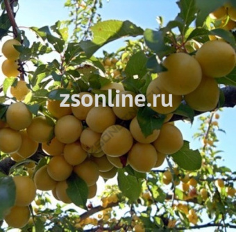 Изображение загружено обработкой по данным файла Excel