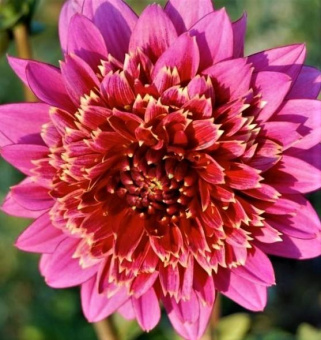 georgina-oll-dayrekshnz-dekorativnaya-dahlia-oil-d