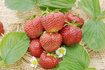 Земляника садовая Хоней P9