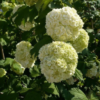 kalina_obyknov_buldenej