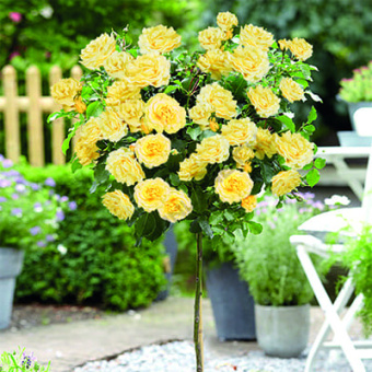 rosa_shtamb_floribunda_maicur