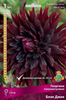Георгин полукактусовый Блэк Джек, насыщенно-бордовый, центр почти чёрный, диаметр цветка 20 см,1 шт