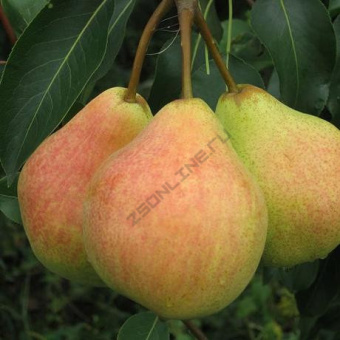 Груша Любимица Яковлева/ЦКор