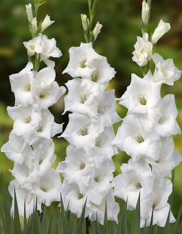 Гладиолус Колумб