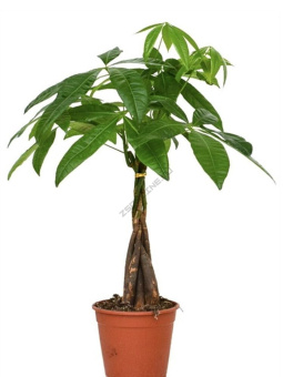 Пахира D12см H40см