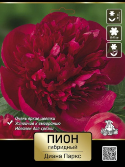 Пион гибридный Диана Паркс* 2-3/К