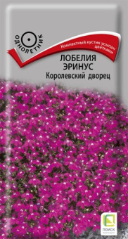 lobelia_erinus_korolevsky_dvorec