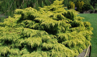 juniperus-pfitzeriana-old-gold