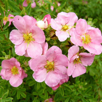 potentilla_pink_beauty-1024x1024