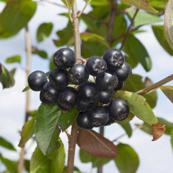 Сорбарония Мичурина (С5, кустовая форма) (гибрид арония х рябина обыкновенная)