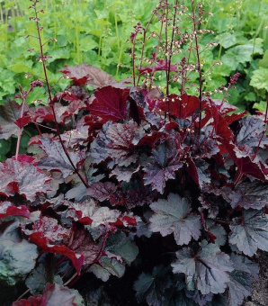 369526d42dfdea3be72e18537c6f76d5