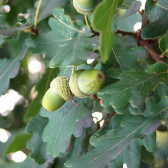 Изображение загружено обработкой по данным файла Excel