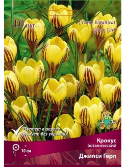 Крокус ботанический Джипси Гёрл 5+/К 10шт