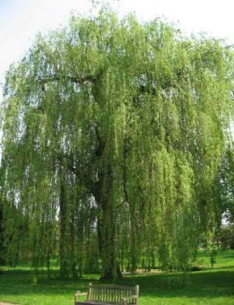 Ива белоствольная, Salix belostvolnaya