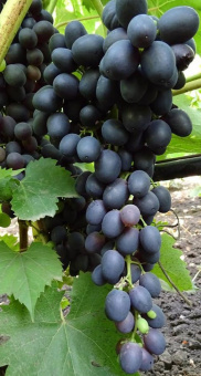 grozd-vinograda-4