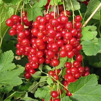 Смородина красная Лучезарная (2-летняя) ЗКС
