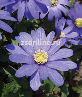 Изображение загружено обработкой по данным файла Excel