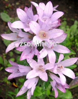 Изображение загружено обработкой по данным файла Excel